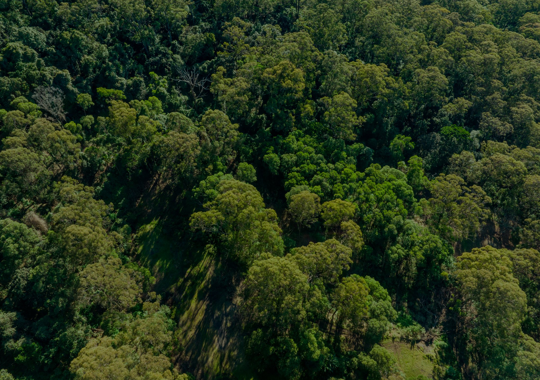 Forest canopy